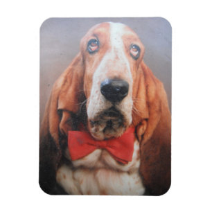 Premium Magnet Basset Hound In Red Bow Tie