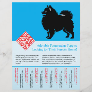 🐾 Premium Pomeranian Puppies Available Now blue Flyer