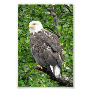 Premium Satin Photo Paper Photo Enlargement Print