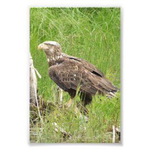 Premium Satin Photo Paper Photo Enlargement Print