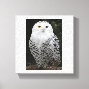 Premium Wrapped Canvas (Gloss)