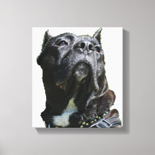 Presa Canario Canvas Print
