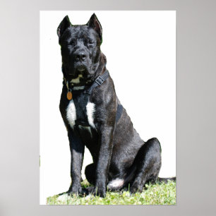Presa Canario Poster