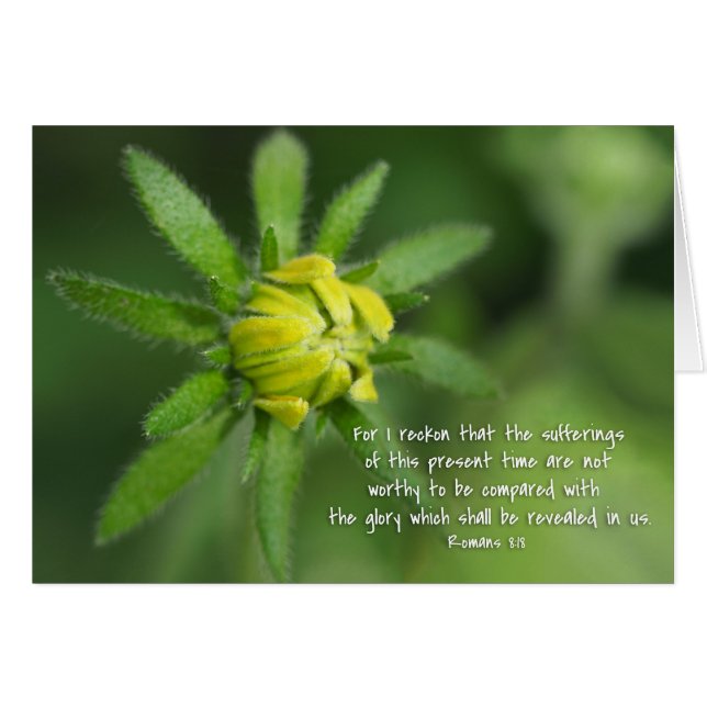 Present sufferings Romans 8:18   Yellow Daisy (Front Horizontal)