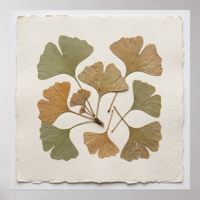 Pressed Ginkgo Biloba Autumn Leaf Botanical Herbar Poster (Front)