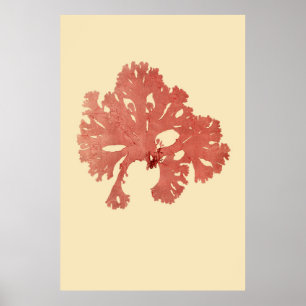 Pressed Seaweed Original Third Of Four Poster