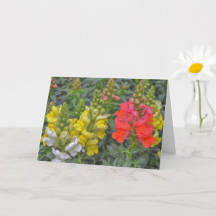 Pretty and Colourful Snapdragon Flower Art Card