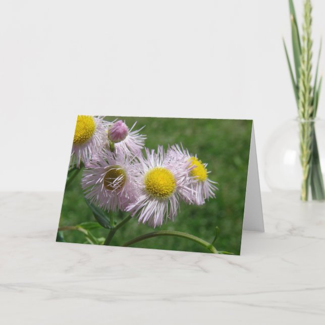Pretty and Pink Daisy-Like Weed Card (Front)