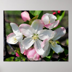 Pretty Apple Spring Flower Blossoms Close Up  Poster