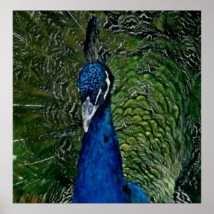 pretty as a peacock print