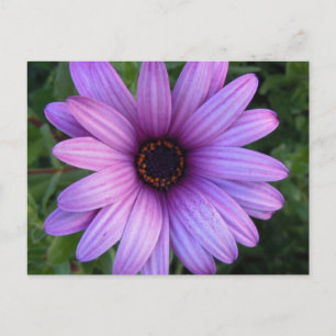 Pretty Aster Flower Postcard