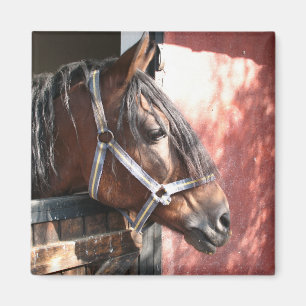 Pretty Bay Horse in a Sunlit Stable Magnet