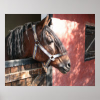 Pretty Bay Horse in a Sunlit Stable