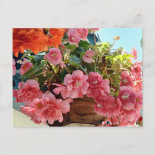 Pretty Begonia Flowers Postcard
