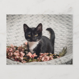 Pretty Bella Rose Postcard