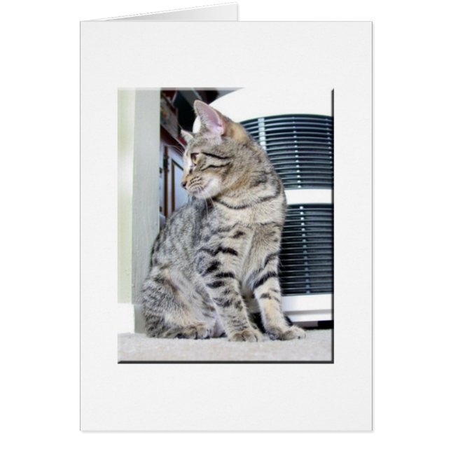 Pretty Bengal Baby (Front)