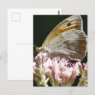 Pretty big butterfly flat card