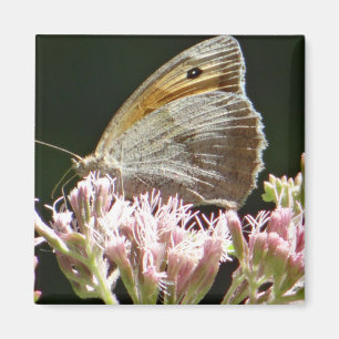 Pretty big butterfly magnet