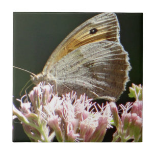 Pretty big butterfly tile