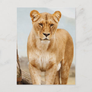 pretty big cat postcard