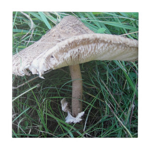 Pretty big mushroom tile