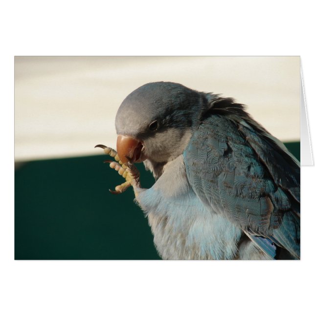 Pretty Bird (Front Horizontal)