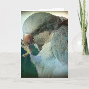 Pretty Bird Card