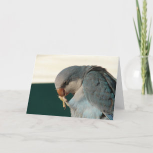 Pretty Bird Card