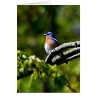 Pretty Bird! Send a Smile