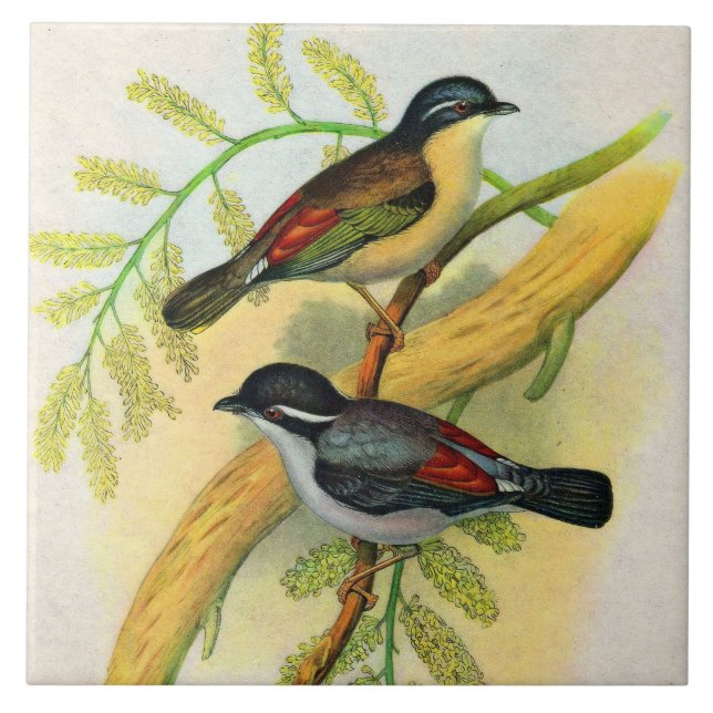 pretty birds print tile (Front)