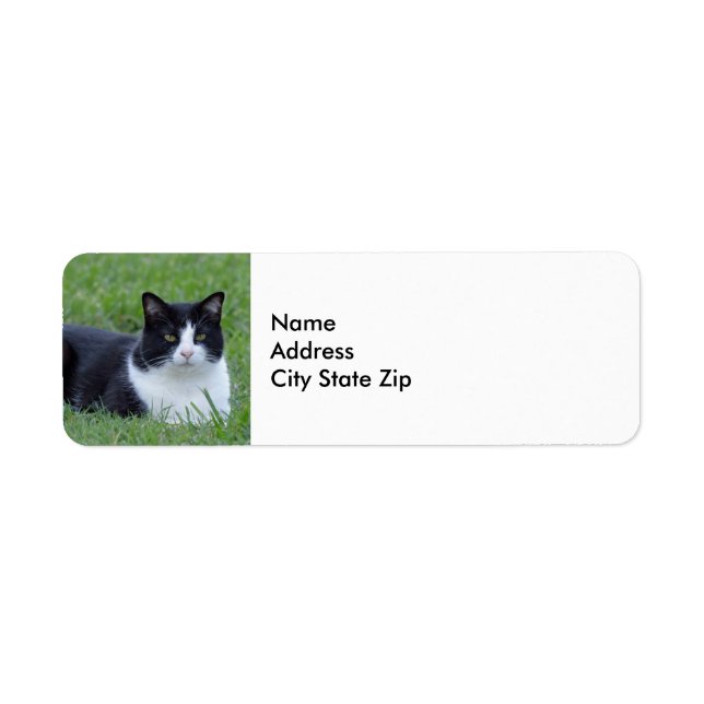Pretty Black and White Tuxedo Cat Photo (Front)