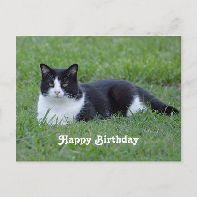 Pretty Black and White Tuxedo Cat Photo Birthday Postcard (Front)