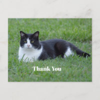 Pretty Black and White Tuxedo Cat Photo Thank You