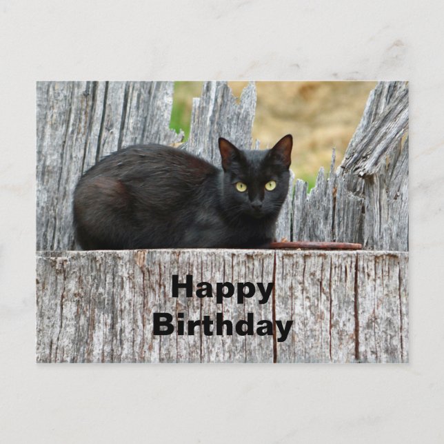Pretty Black Cat Log Photo Birthday Postcard (Front)