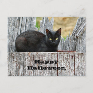 Pretty Black Cat Log Photo Halloween Postcard
