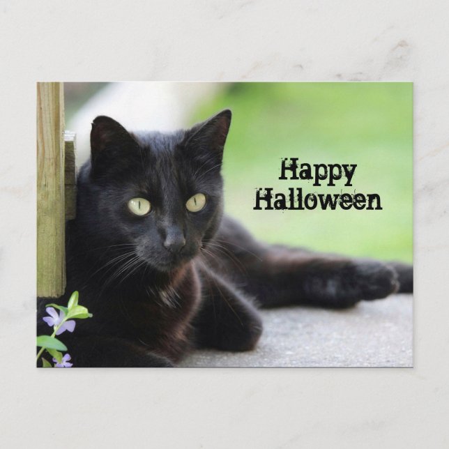 Pretty Black Cat Photo Halloween Postcard (Front)