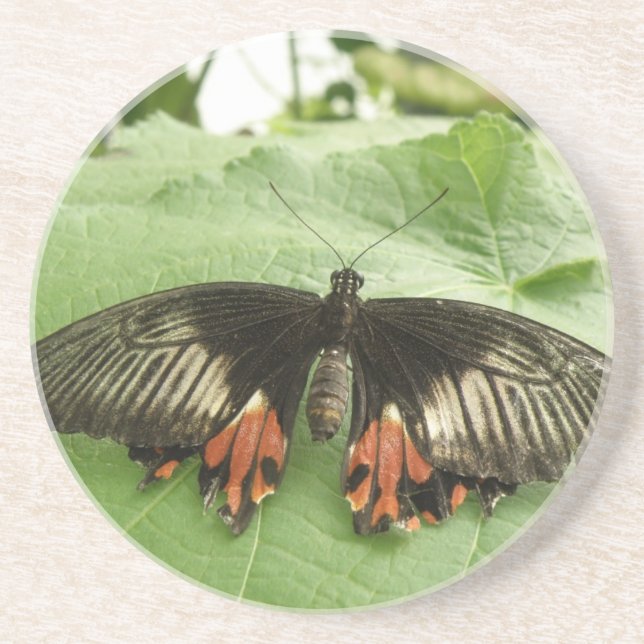 Pretty Black Red and Gold Butterfly Coasters (Front)