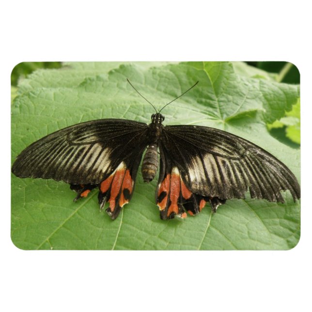 Pretty Black Red and Gold Butterfly Flexi Magnet (Horizontal)