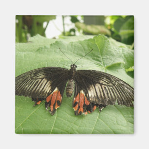 Pretty Black Red and Gold Butterfly Magnet