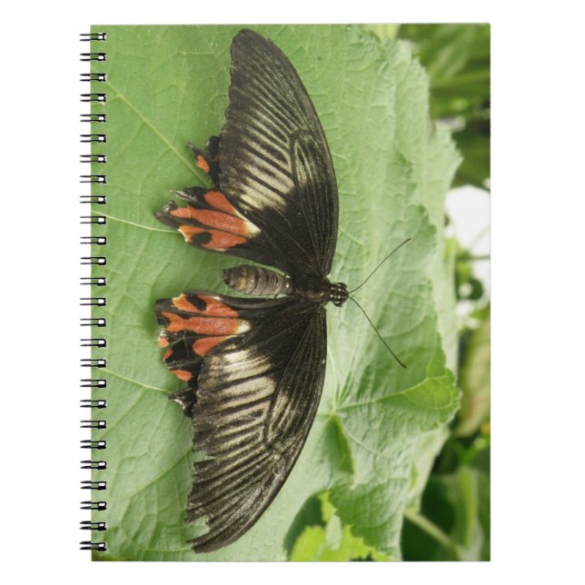 Pretty Black Red and Gold Butterfly Notebook (Front)