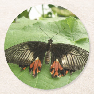 Pretty Black Red and Gold Butterfly Paper Coasters