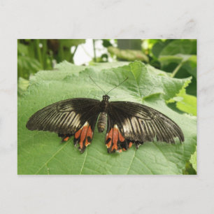 Pretty Black Red and Gold Butterfly Postcard