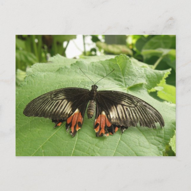 Pretty Black Red and Gold Butterfly Postcard (Front)
