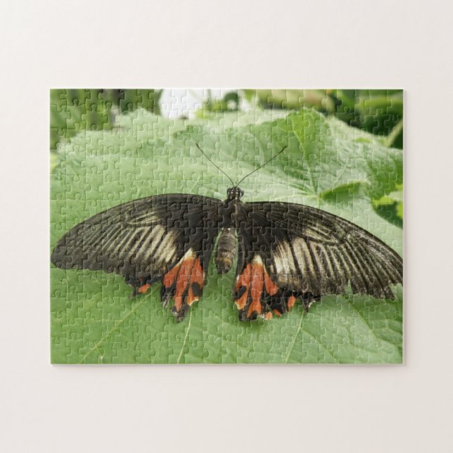 Pretty Black Red and Gold Butterfly Puzzle (Horizontal)