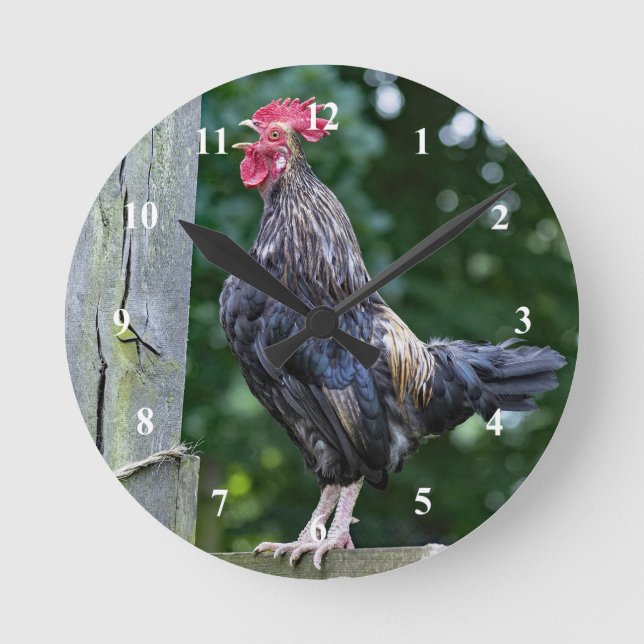 Pretty Black Rooster Crowing Photo Round Clock (Front)