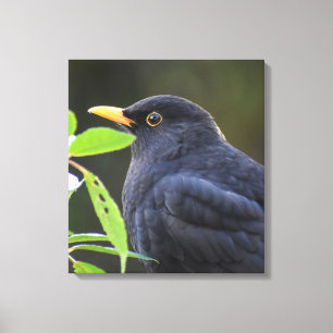 Pretty Blackbird Canvas Print