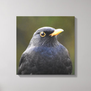 Pretty Blackbird Canvas Print
