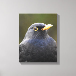 Pretty Blackbird Canvas Print