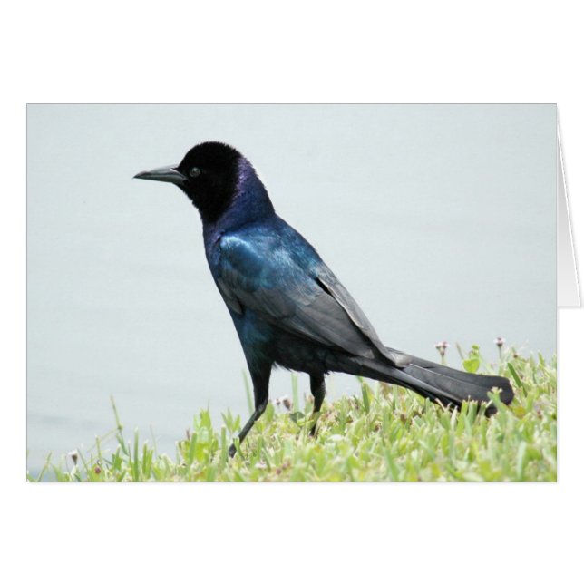 Pretty blackbird crow Card (Front Horizontal)