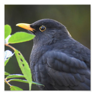 Pretty Blackbird Photo Print